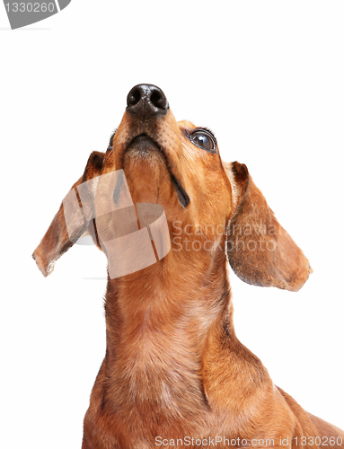 Image of dachshund dog looking to top