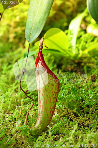 Image of Pitcher plant