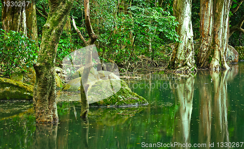 Image of tree and water