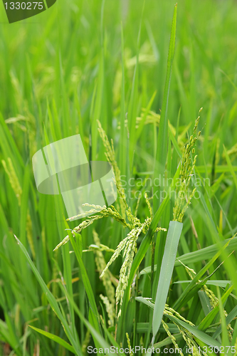 Image of green paddy rice