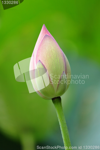 Image of lotus bud