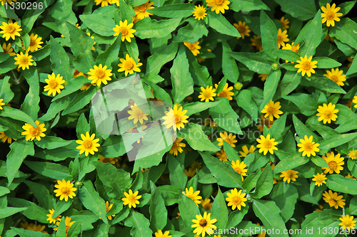 Image of yellow chrysanthemum flowers