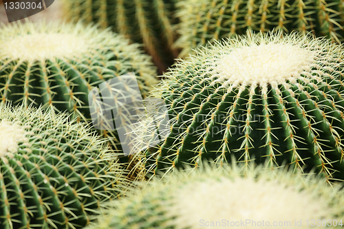 Image of cactus