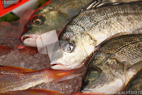 Image of fish for sale