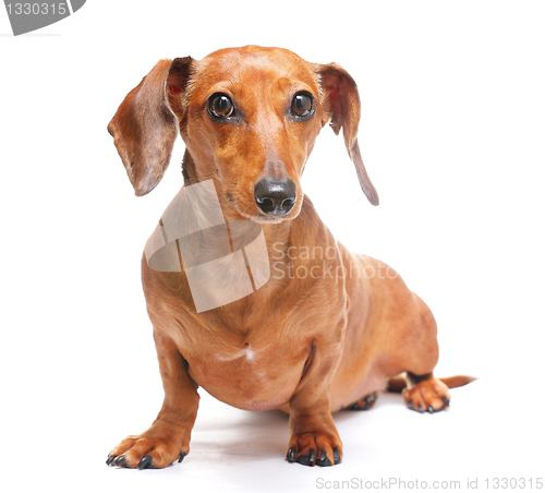 Image of dachshund