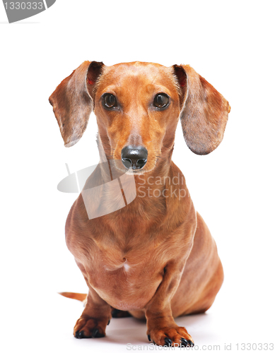 Image of dachshund dog