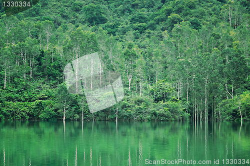 Image of lake with tree