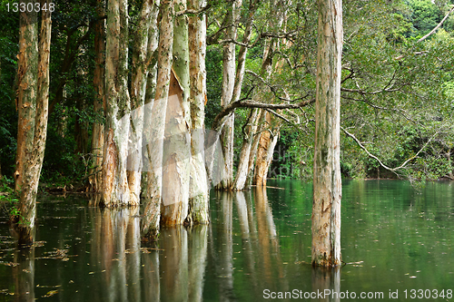 Image of tree and water