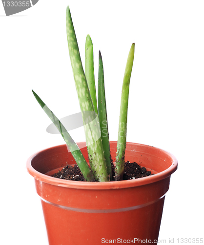 Image of Aloe plant in pot