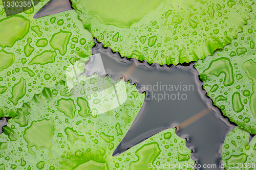 Image of lotus leaf