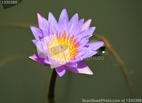 Image of waterlily flower