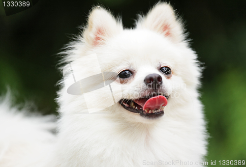 Image of happy pomeranian dog