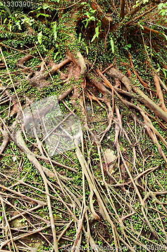 Image of Roots of tree