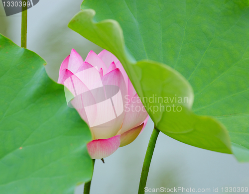 Image of lotus flower
