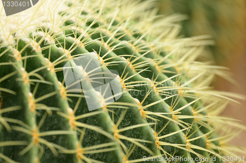 Image of cactus close up