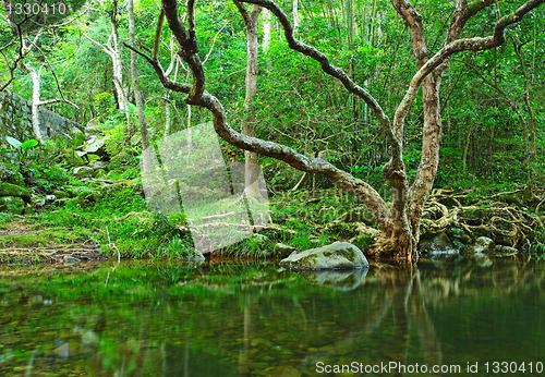 Image of tree in water