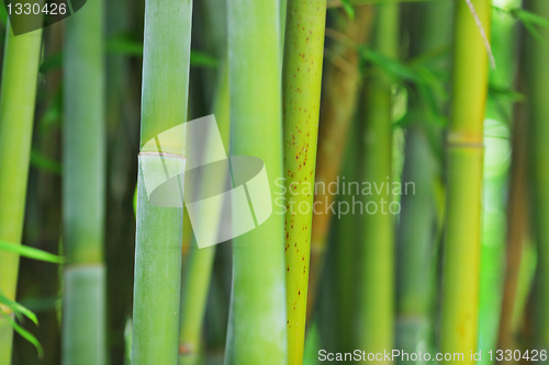 Image of bamboo