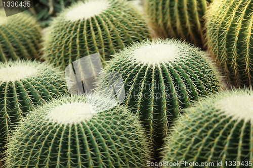 Image of cactus