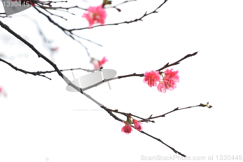 Image of Sakura japanese cherry blossoms