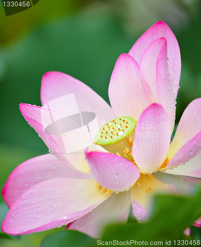 Image of lotus flower