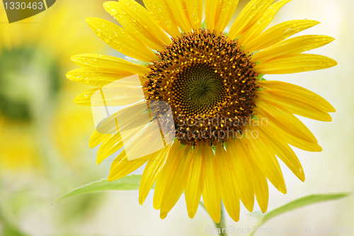 Image of Sunflower