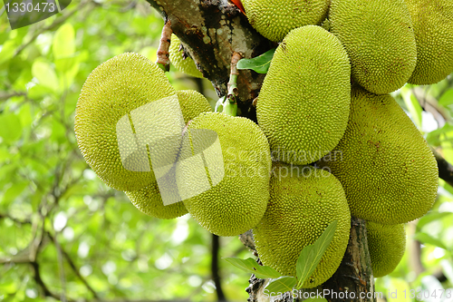 Image of Jackfruit