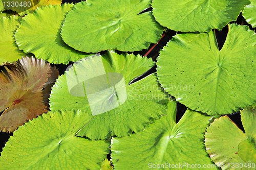 Image of lotus leaf