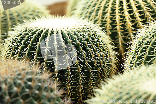 Image of cactus