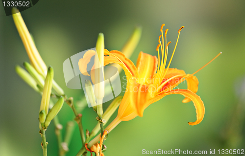 Image of orange hemerocallis flower