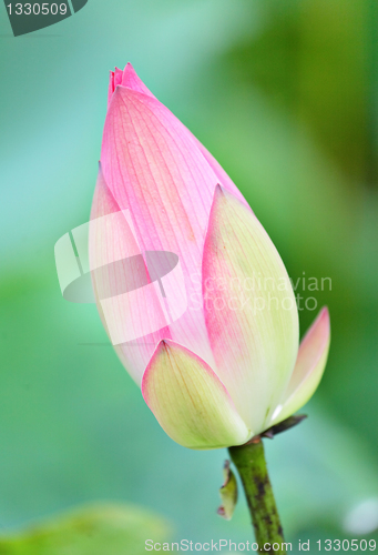 Image of lotus bud