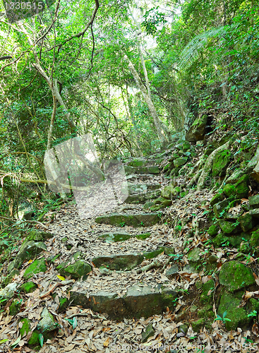 Image of Forest Path