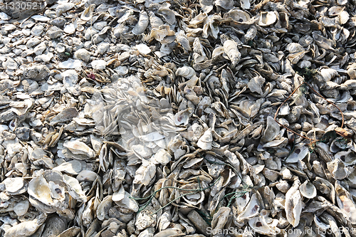 Image of oyster shell