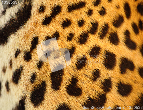Image of leopard skin