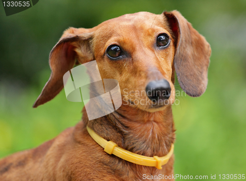 Image of dachshund