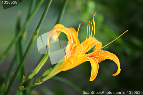 Image of orange hemerocallis flower