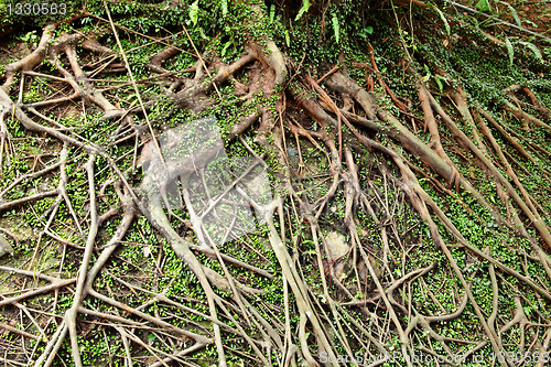 Image of tree root