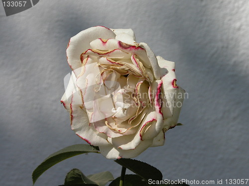 Image of Multipetalled Rose