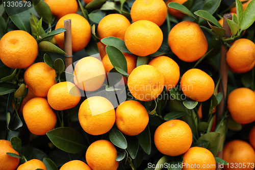 Image of kumquat for chinese new year