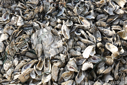 Image of oyster shell