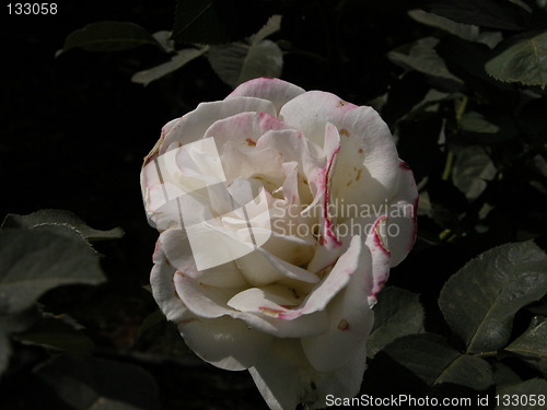 Image of Multipetalled Rose