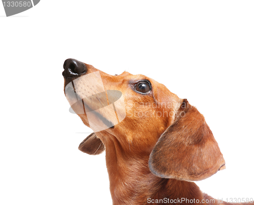 Image of dachshund dog looking up