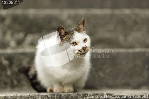 Image of cat