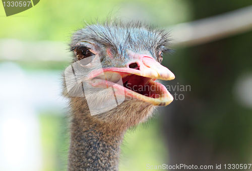 Image of ostrich