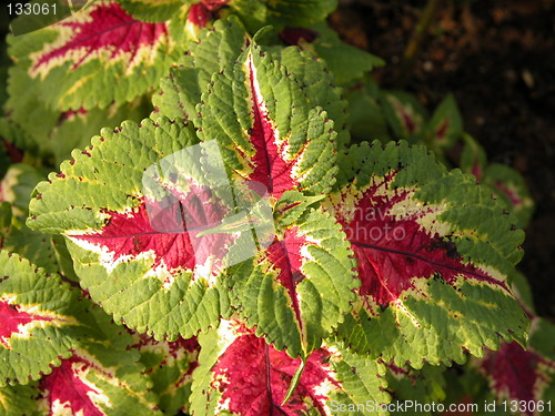 Image of Red and Green Leaves