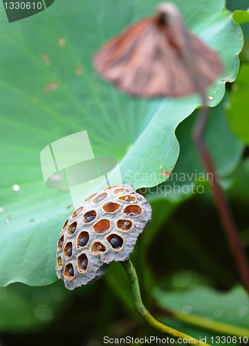 Image of Lotus Pod