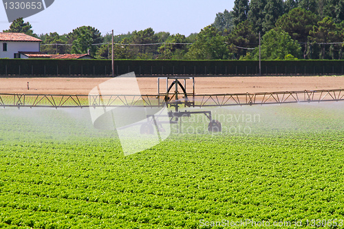 Image of Irrigation sprinkler