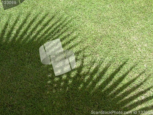 Image of shadow of palm