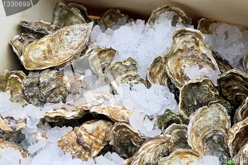Image of Oyster