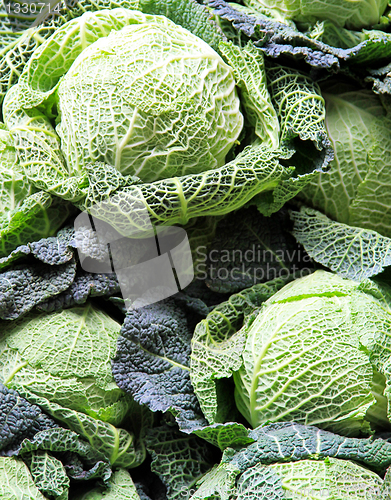 Image of Savoy Cabbage