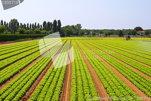 Image of Salad field